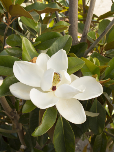 Saint Mary Southern Magnolia