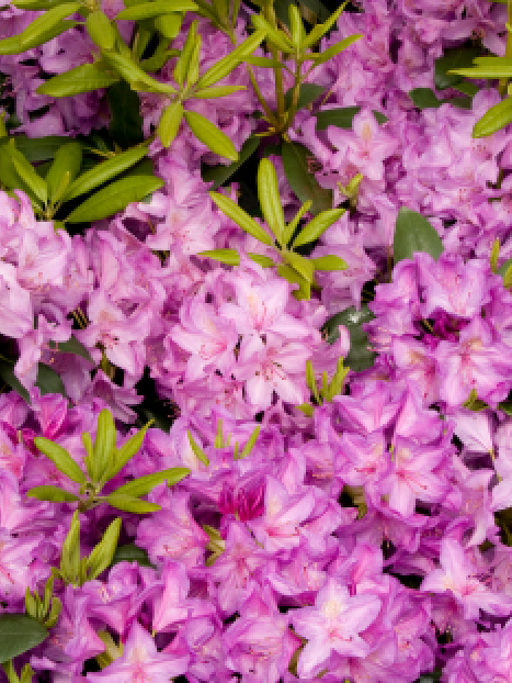Boursault Catawba Rhododendron