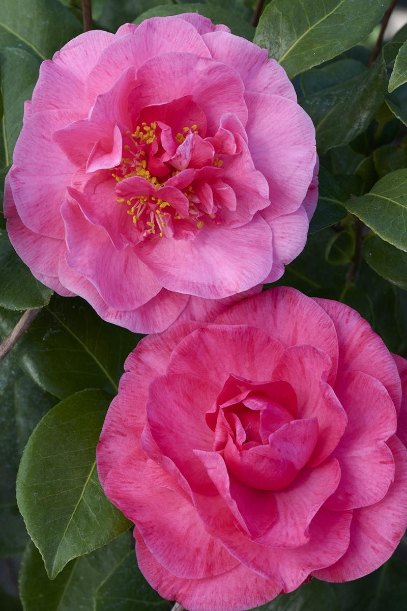H.E.R. Camellia, Camellia japonica 'H.E.R.', Monrovia Plant
