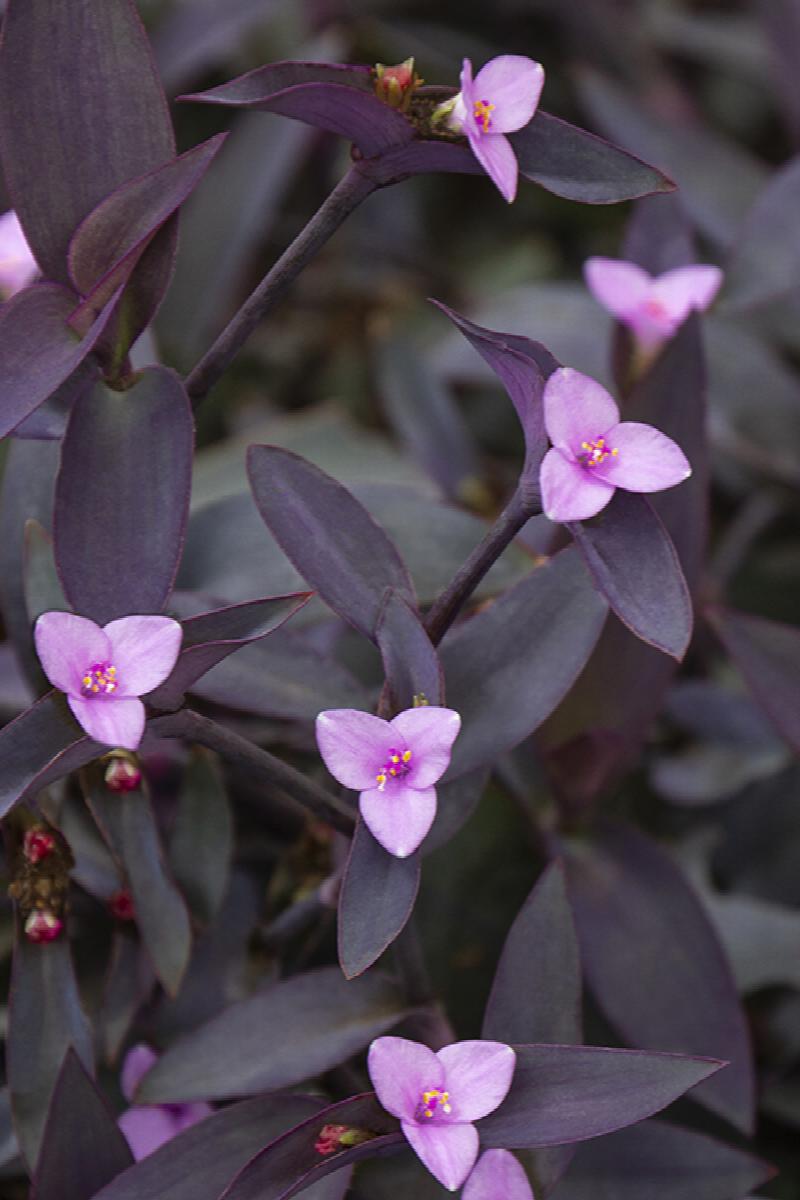 purple heart, setcreasea pallida, monrovia plant