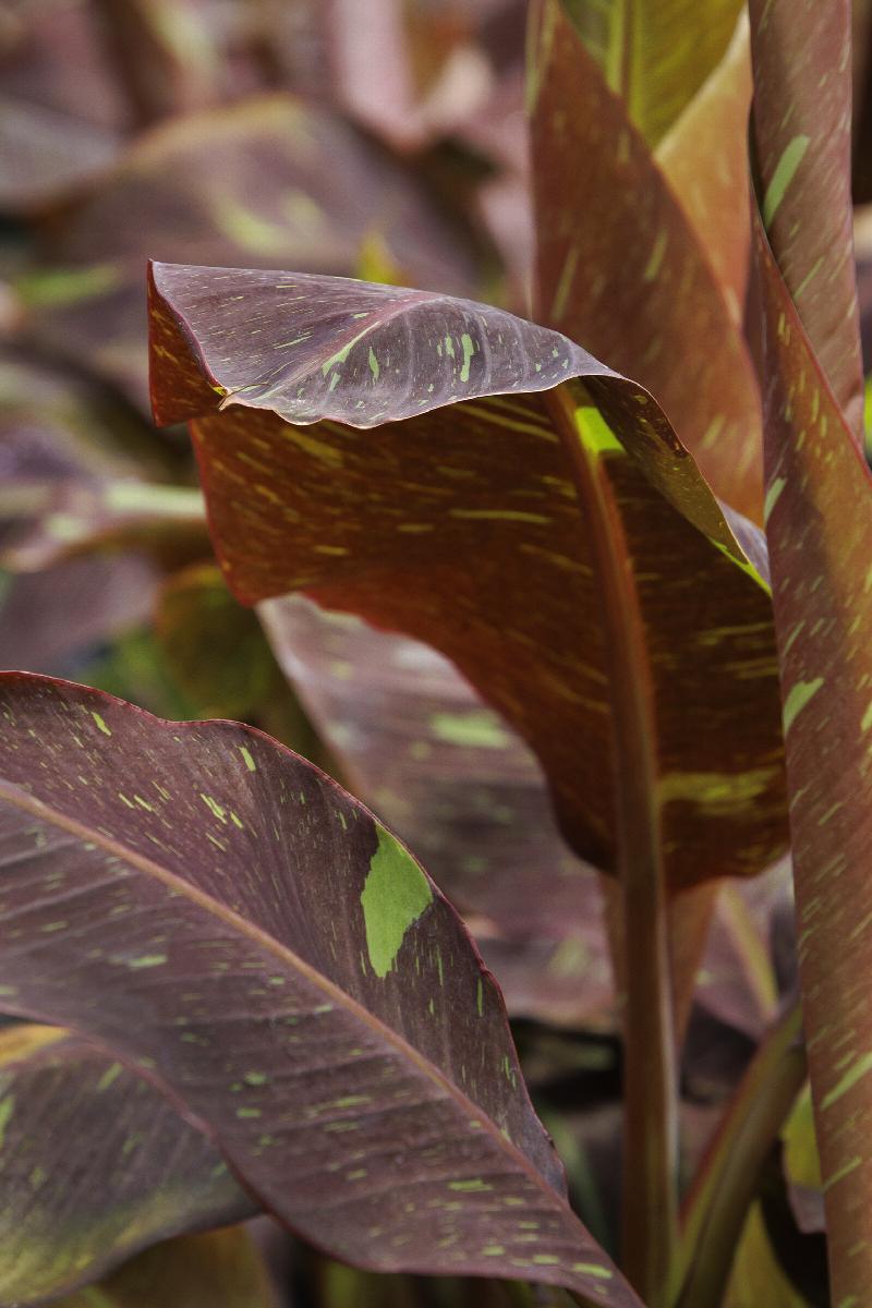 7 Reasons Behind Canna Lily Leaves Turning Brown (& How to Fix)  