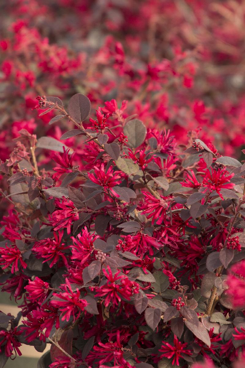 Ever Red® Fringe Flower, Loropetalum chinense 'Chang Nian Hong'