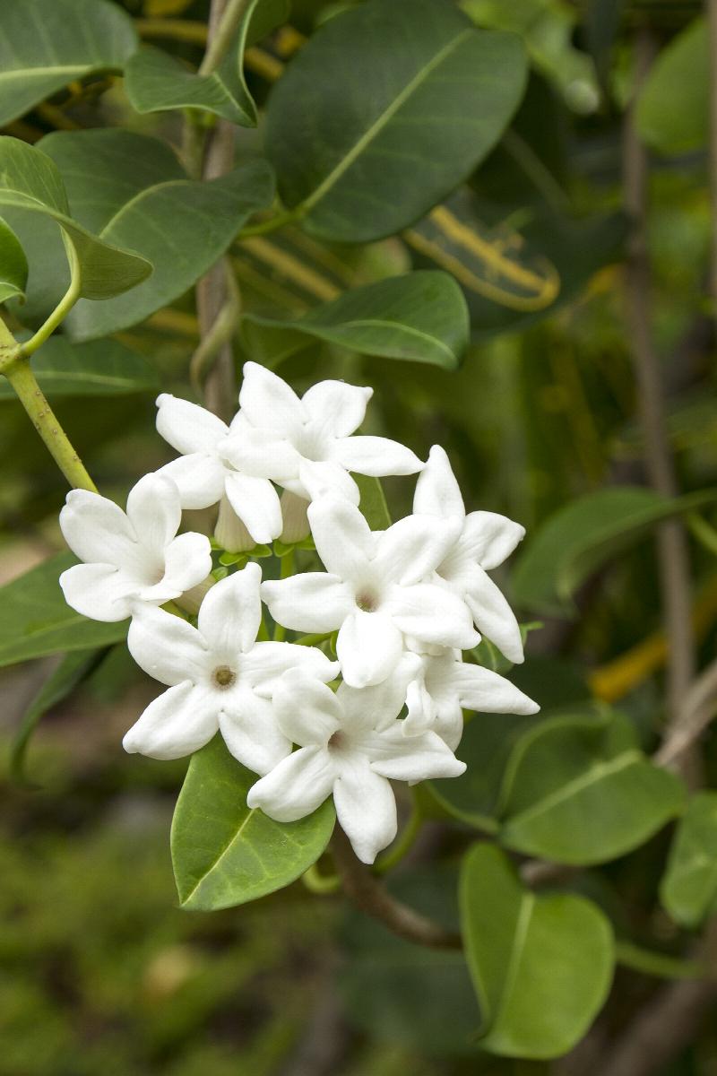 madagascar jasmine, stephanotis floribunda, monrovia plant