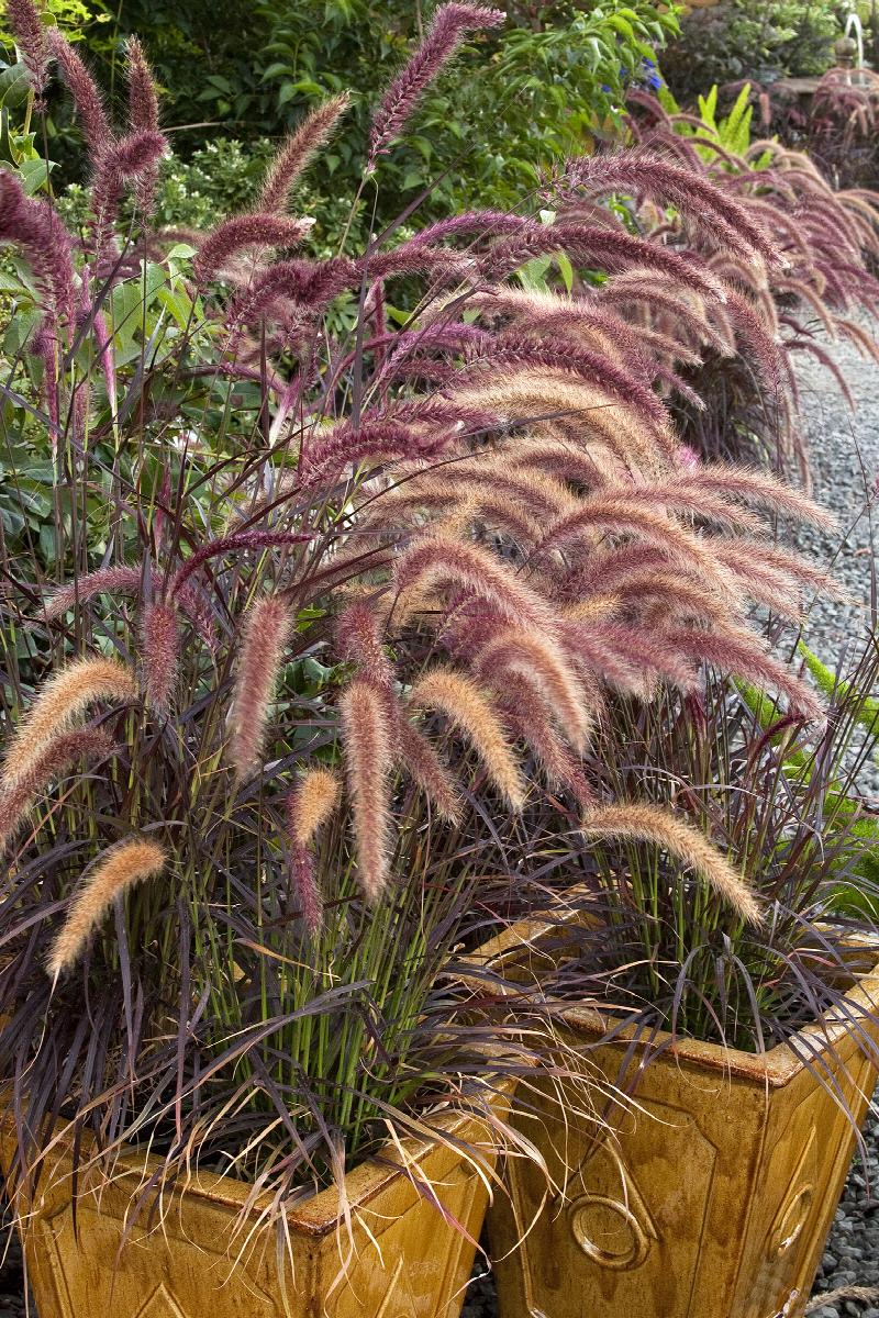 purple fountain grass, pennisetum setaceum 'rubrum', monrovia plant