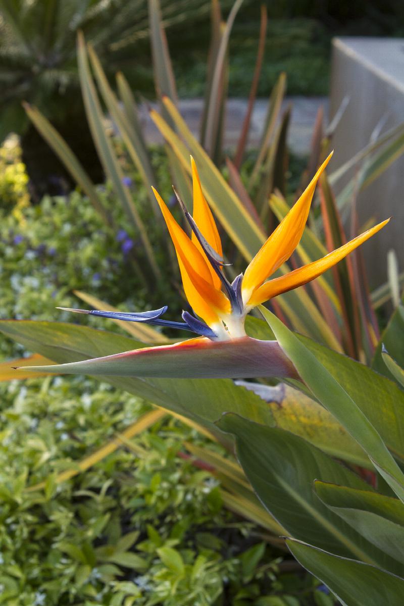 bird of paradise, strelitzia reginae, monrovia plant