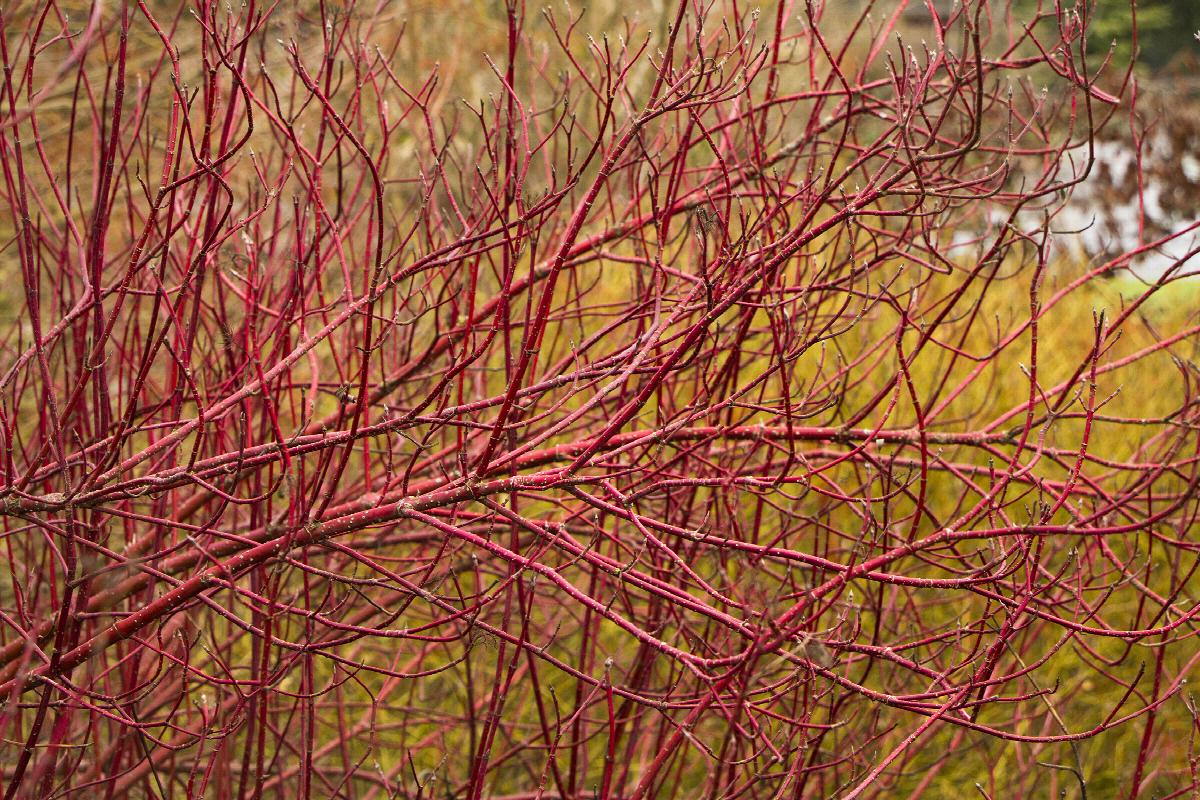 red twig dogwood, cornus alba 'sibirica', monrovia plant