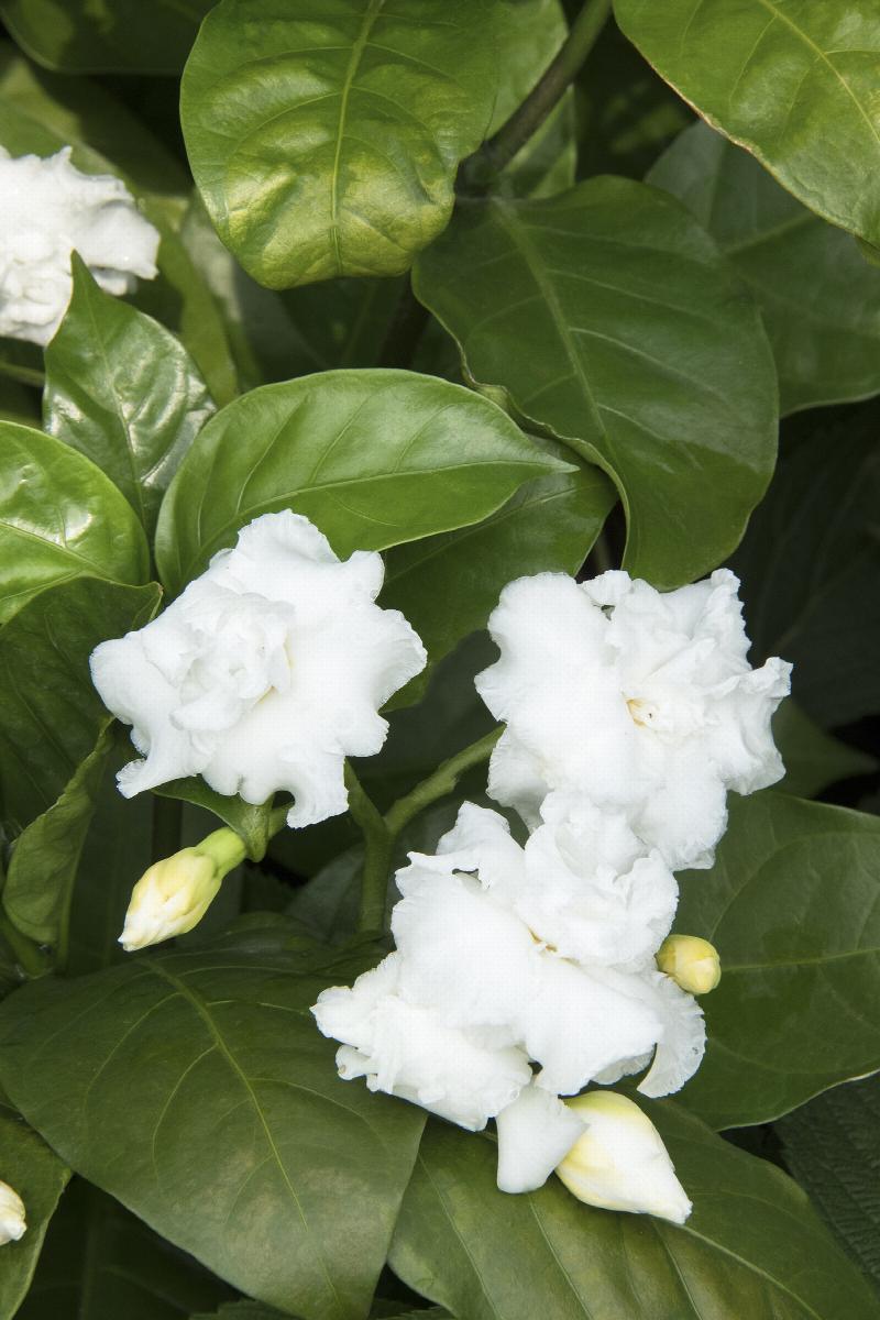 Double-Flowering Crape Jasmine, Tabernaemontana divaricata 'Flore Pleno'