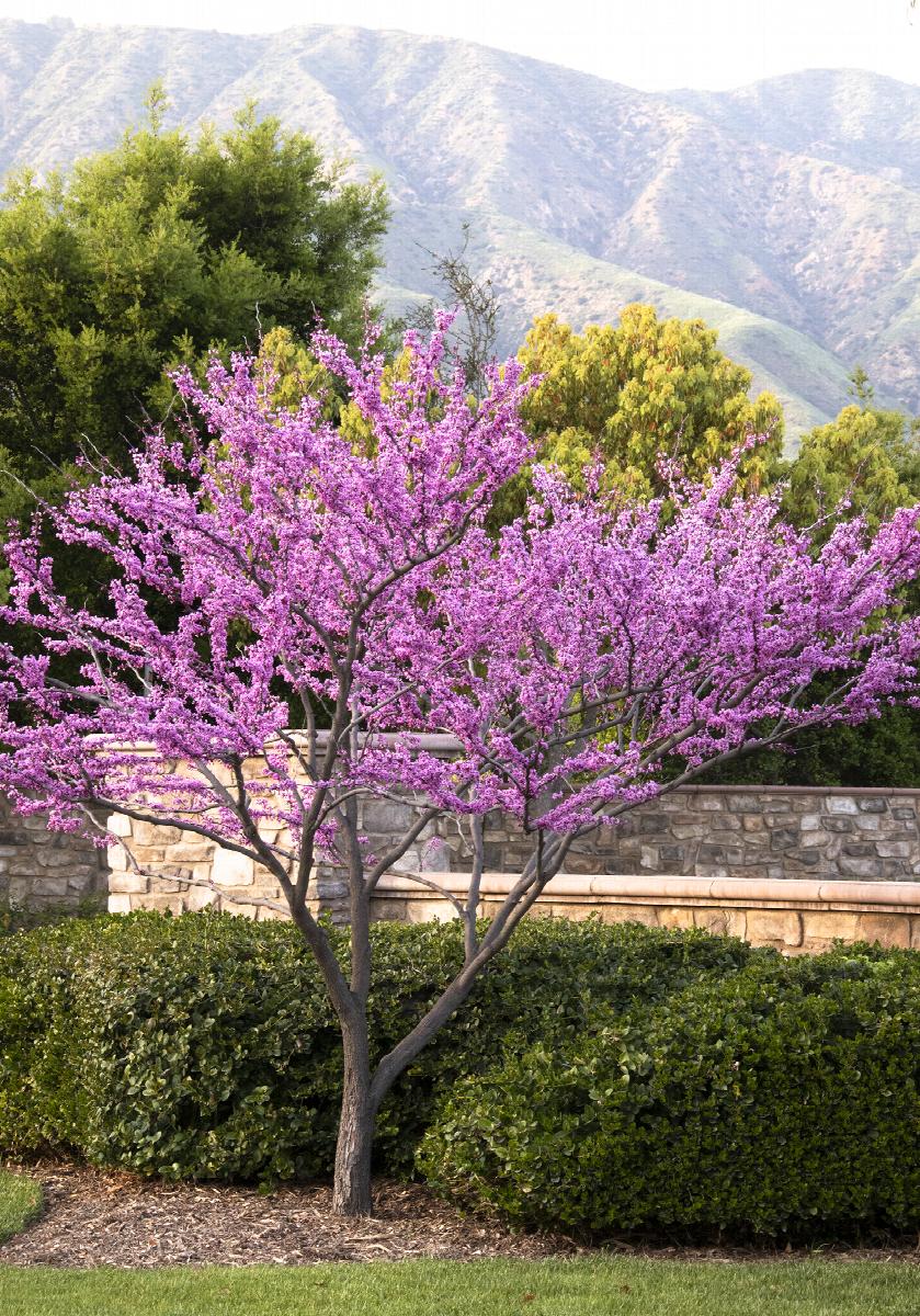 forest pansy redbud, cercis canadensis 'forest pansy', monrovia plant
