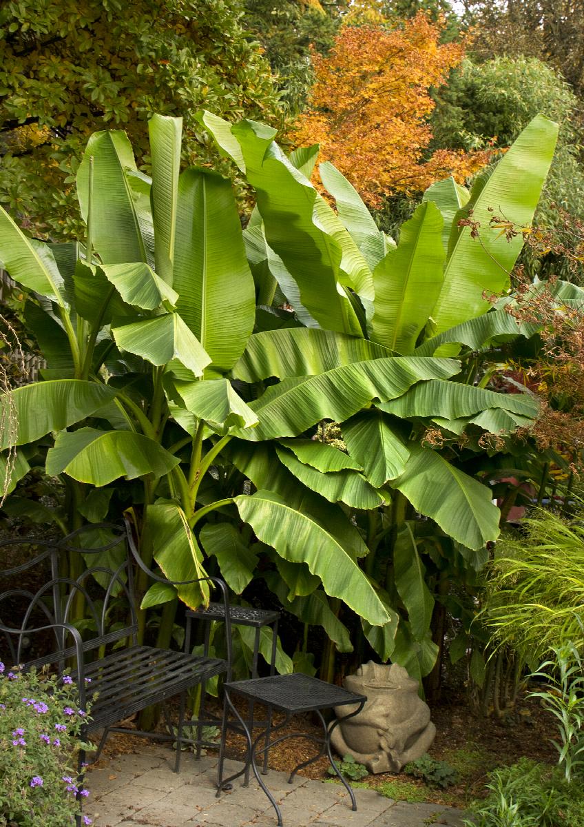 hardy fiber banana, musa basjoo, monrovia plant