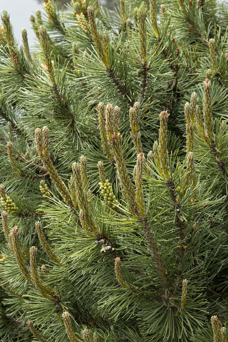 slowmound mugo pine, pinus mugo 'slowmound', monrovia plant