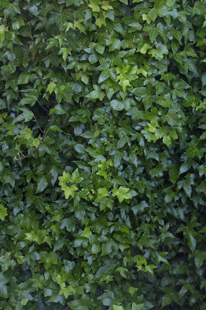 english ivy, hedera helix, monrovia plant
