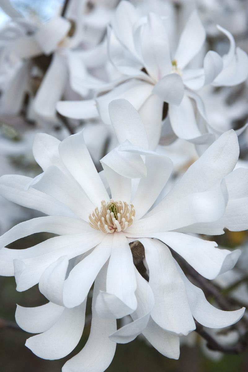 royal star magnolia, magnolia stellata 'royal star', monrovia plant