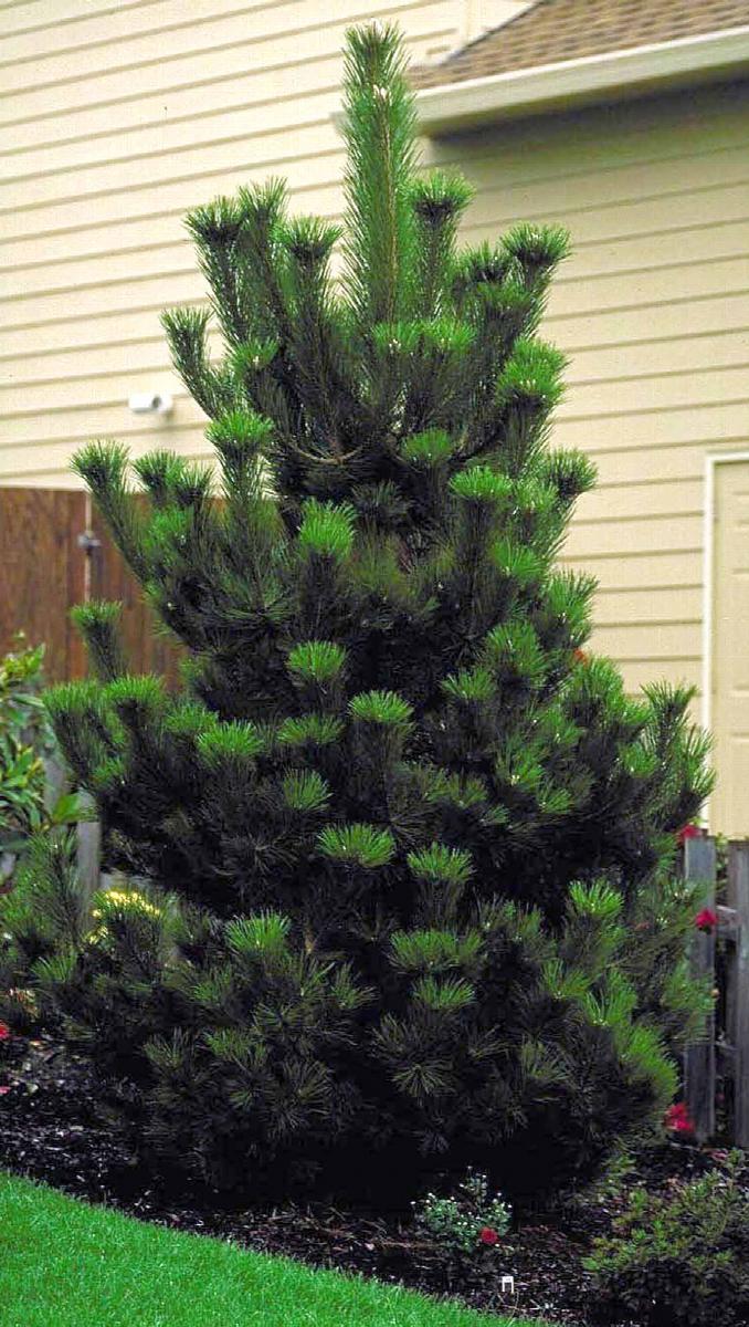 austrian pine, pinus nigra, monrovia plant