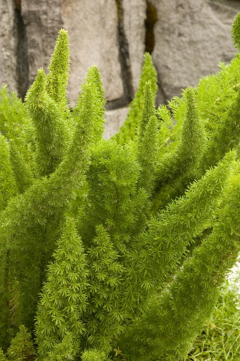 foxtail fern, asparagus densiflorus 'myers', monrovia plant