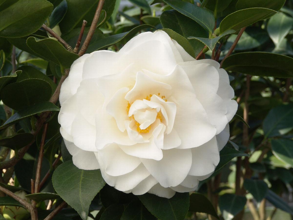 Swan Lake™ Camellia, Camellia japonica 'Monke', Monrovia Plant