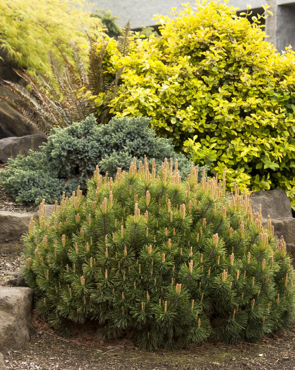 dwarf mugo pine, pinus mugo var. pumilio, monrovia plant