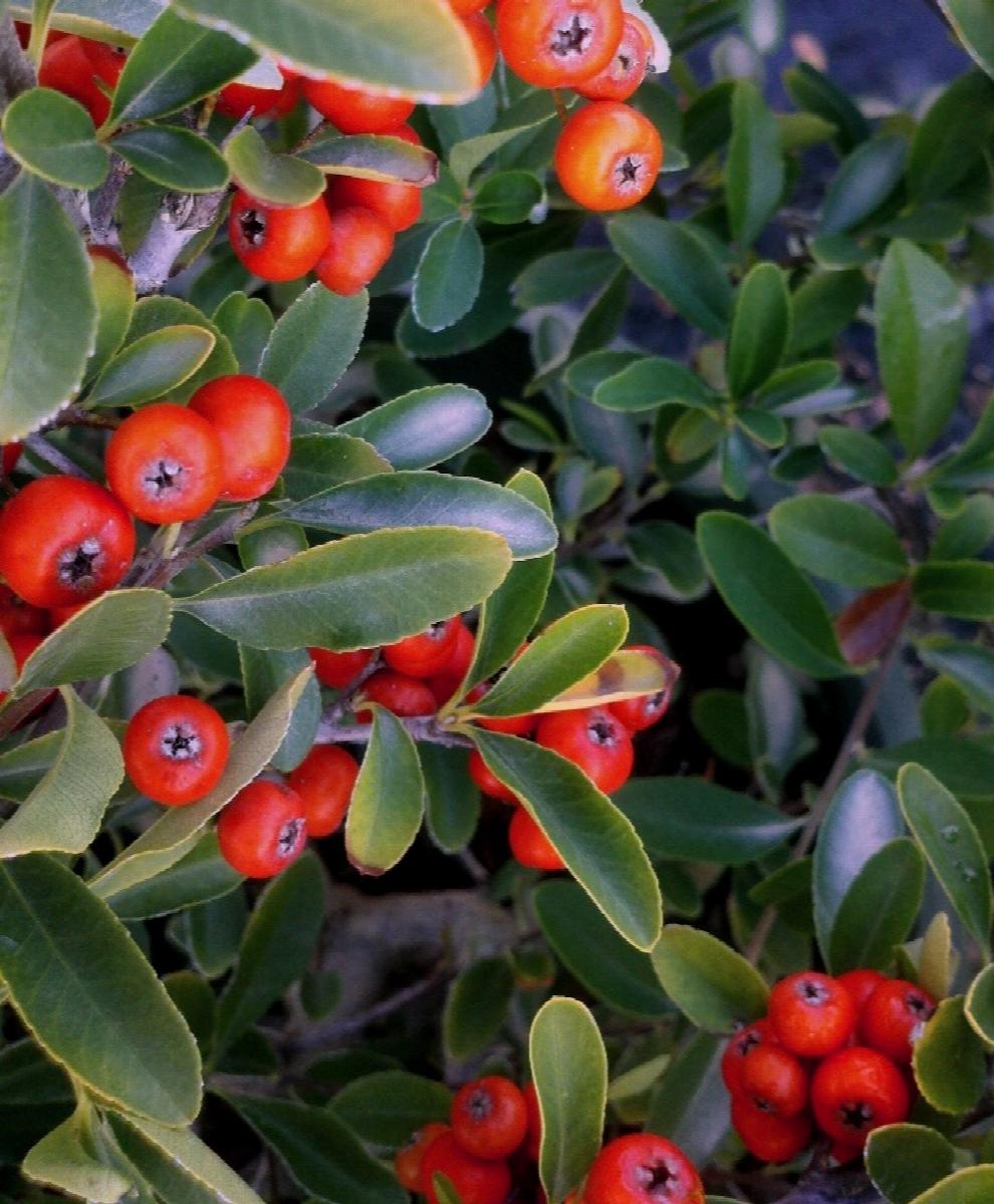 red elf™ pyracantha, pyracantha x 'monelf', monrovia plant