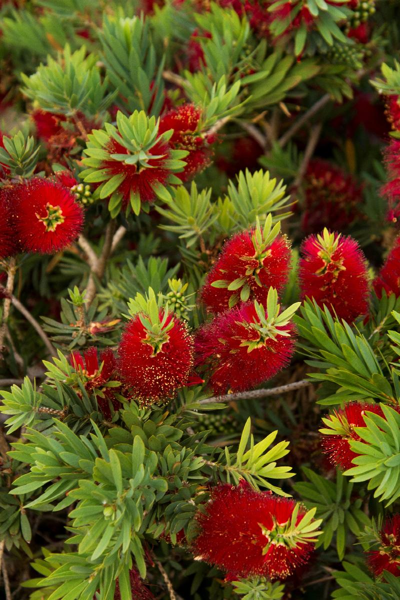 Mini Bottle Brush