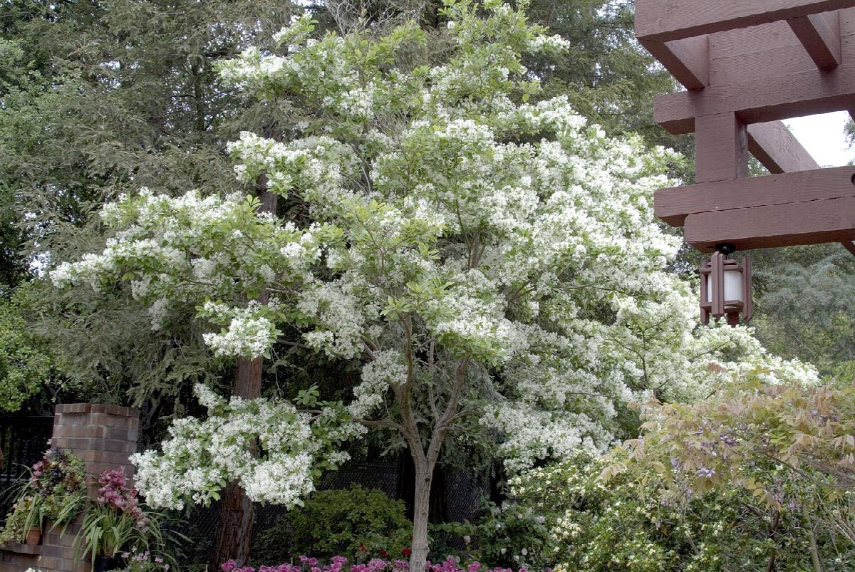 White Fringe Tree, Chionanthus virginicus, Monrovia Plant