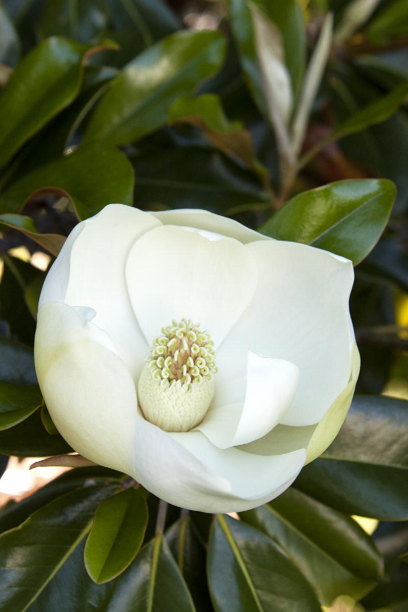 little gem dwarf southern magnolia, magnolia grandiflora 'little gem'
