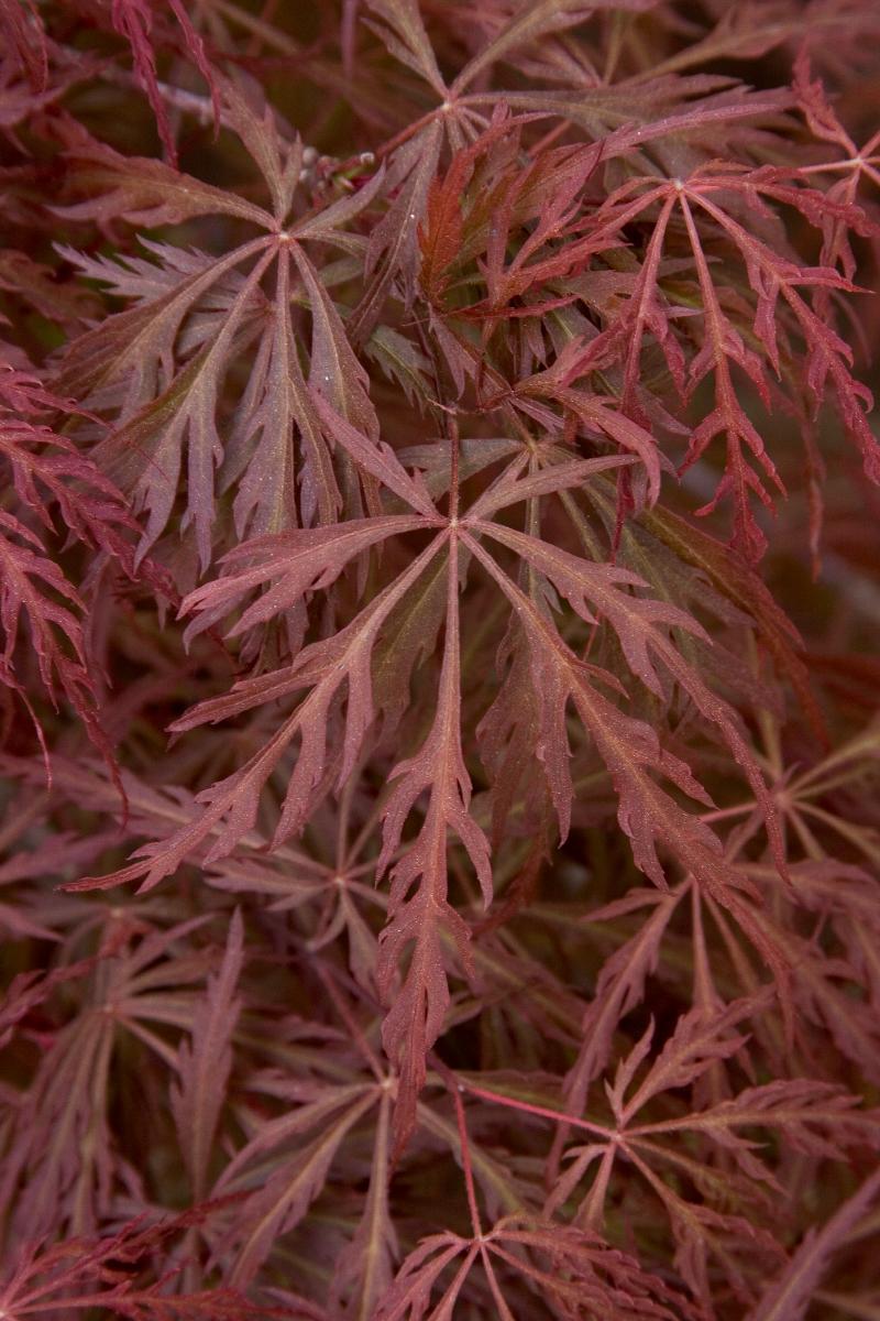 Før damp hans Garnet Japanese Maple, Acer palmatum var. dissectum 'Garnet'