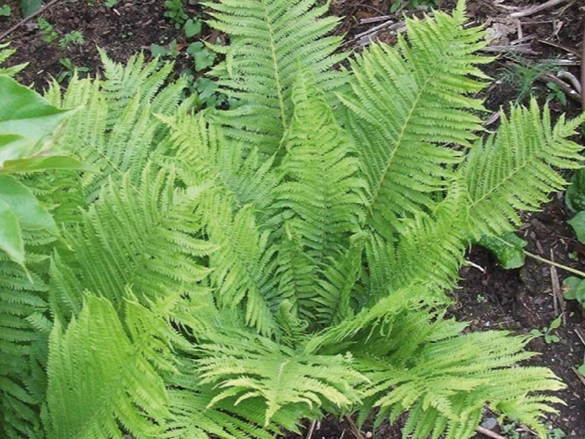 The King Ostrich Fern, Matteuccia struthiopteris 'The King ...