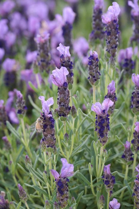 Javelin™ Compact Purple Lavender, Lavandula stoechas, Monrovia Plant