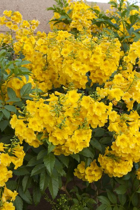 Tecoma stans Yellow Bells Seeds Small evergreen Stunning Flower Potted Standard