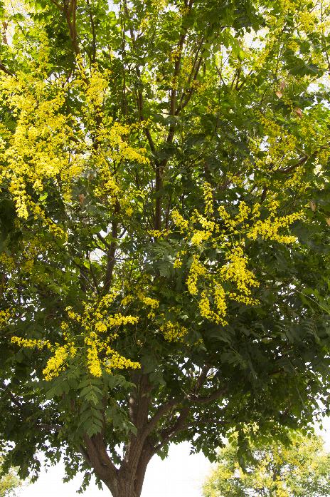 7 SEEDS * CHINESE RAIN TREE FRAGRANT SHOWY COLORFUL