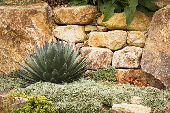 Agave Agaves for