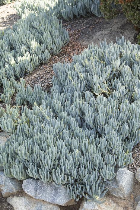 2 Blue Chalk Sticks Senecio Mandraliscae Succulent Plants 