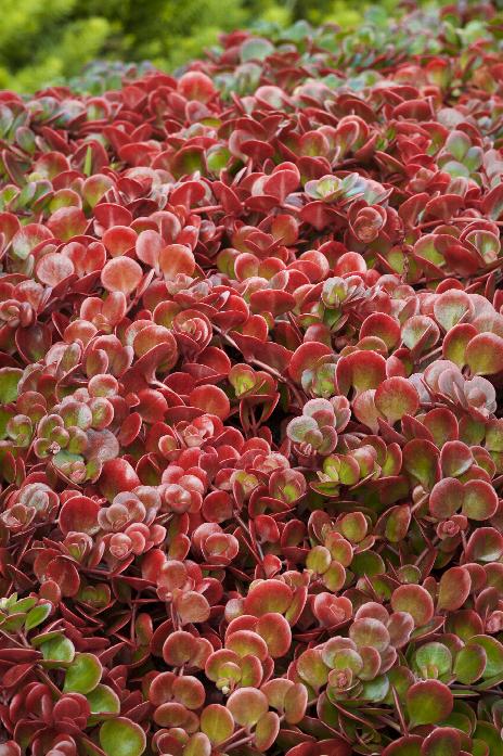 Bright Red Succulent Groundcover-Full Flat 16”x16” Coral Reef Sedum Chinese 