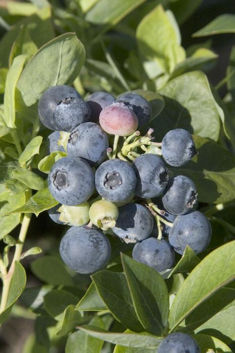 Blueberry Spartan early season variety excellent flavoured mid blue berries 9cm