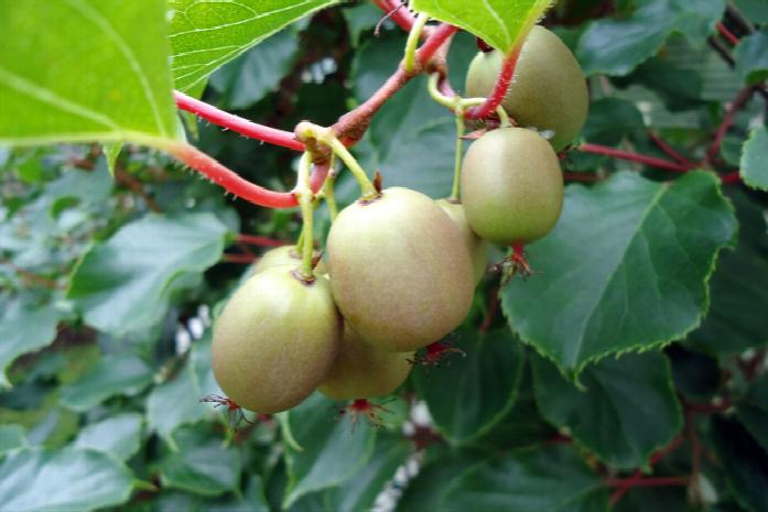 fruto comestible Kiwi Vine Las semillas orgánicas * 20 Escalada Hardy 
