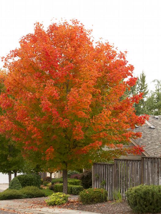 October Glory® Red Maple, Acer rubrum 'PNI 0268', Monrovia Plant