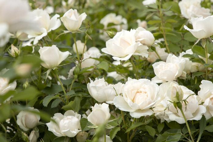Repeat Flowering SNOWCAP 4lt Potted Patio Garden Rose Bush White/Cream