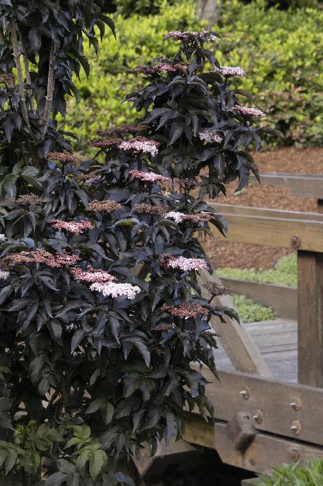 Plants That Work #3 Sambucus racemosa Black Tower Size Container Shrub black foliage with pink flowers Elderberry 
