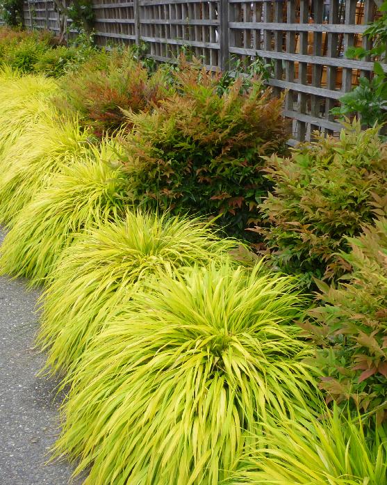 All Gold Japanese Forest Grass, Japanese Ground Cover