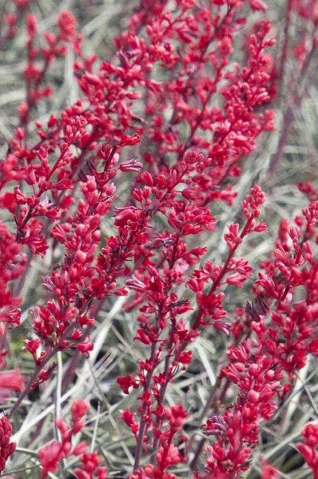 Brakelight Red Texas Yucca  Flower 100 Seeds Hesperaole Funifera 