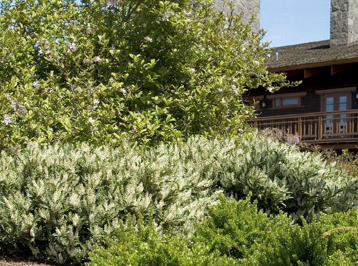 10 LAUREL OTTO LUYKEN EVERGREEN FLOWERING HEDGE SHRUBS PLANTS 40/50m TALL POTTED 