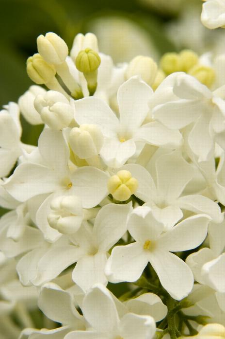 Angel White Lilac ~Pure White~ 5 Bush/Shrub/Tree/Plants Stems Branch/Cutting 
