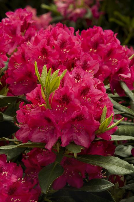 1 arbrisseau Rhododendron Nova Zembla