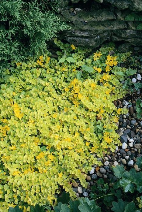 Golden Creeping Jenny, Is Creeping Jenny A Ground Cover