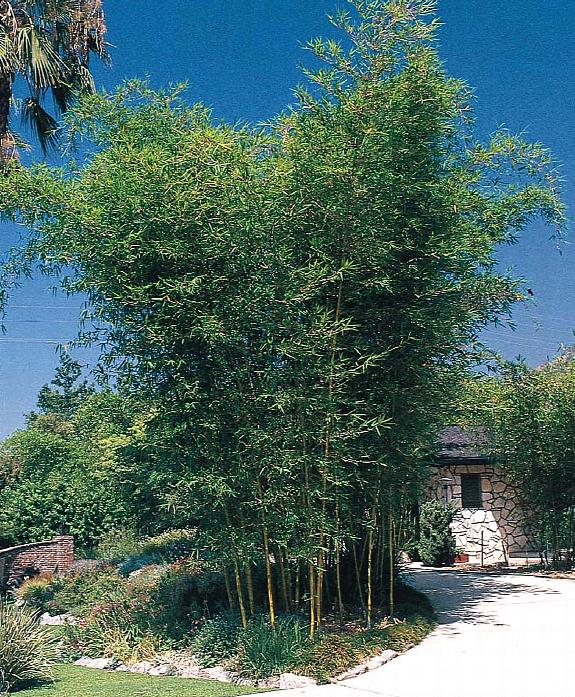 B. tuldoides 3 Gallon DENSE 'Punting Pole' Bamboo Non-Invasive Bamboo Plant 