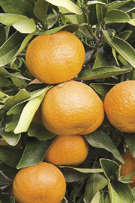 Arbre mandarine/citrus mandarino/clementino