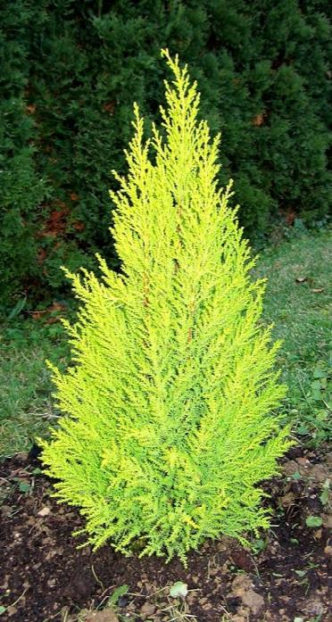 8 x Cupressus Wilma Goldcrest/Golden Evergreen Conifer 8cm Pot 