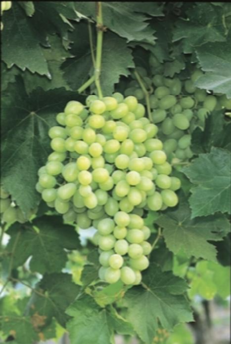 Thompson Seedless Grape Vine 