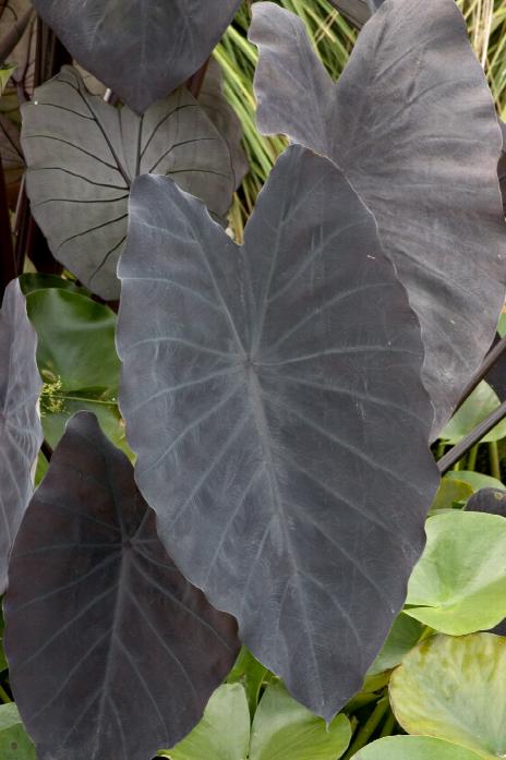 Magic Black Elephant Ear Bulbs Colocasia Tropical Plant Perennial Easy Care