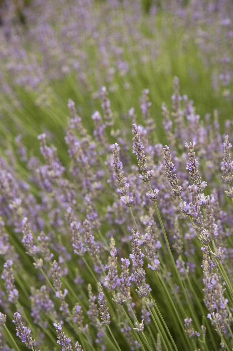 Dwarf French Provence Lavender Plant Seeds 200 Seeds 