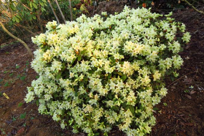 Rhododendron keiskei Zwerg Wild Alpenrose Patty Bee 20-25cm 